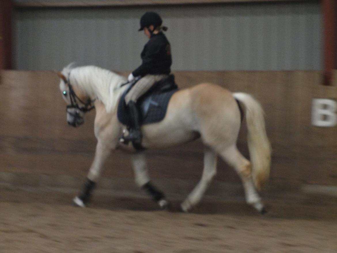 Haflinger Wictoria Sandagergaard - Da jeg prøvede Wicce.  billede 14