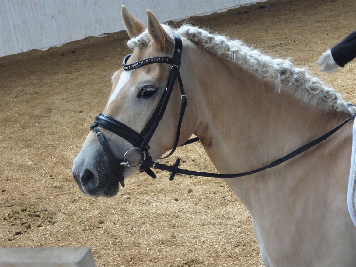 Haflinger Wictoria Sandagergaard - Stævne på Wicce.  billede 2