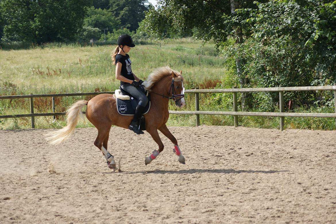 DSP Moonjam´s Symfoni billede 19