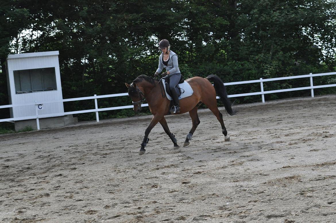 Anden særlig race Lucky billede 2