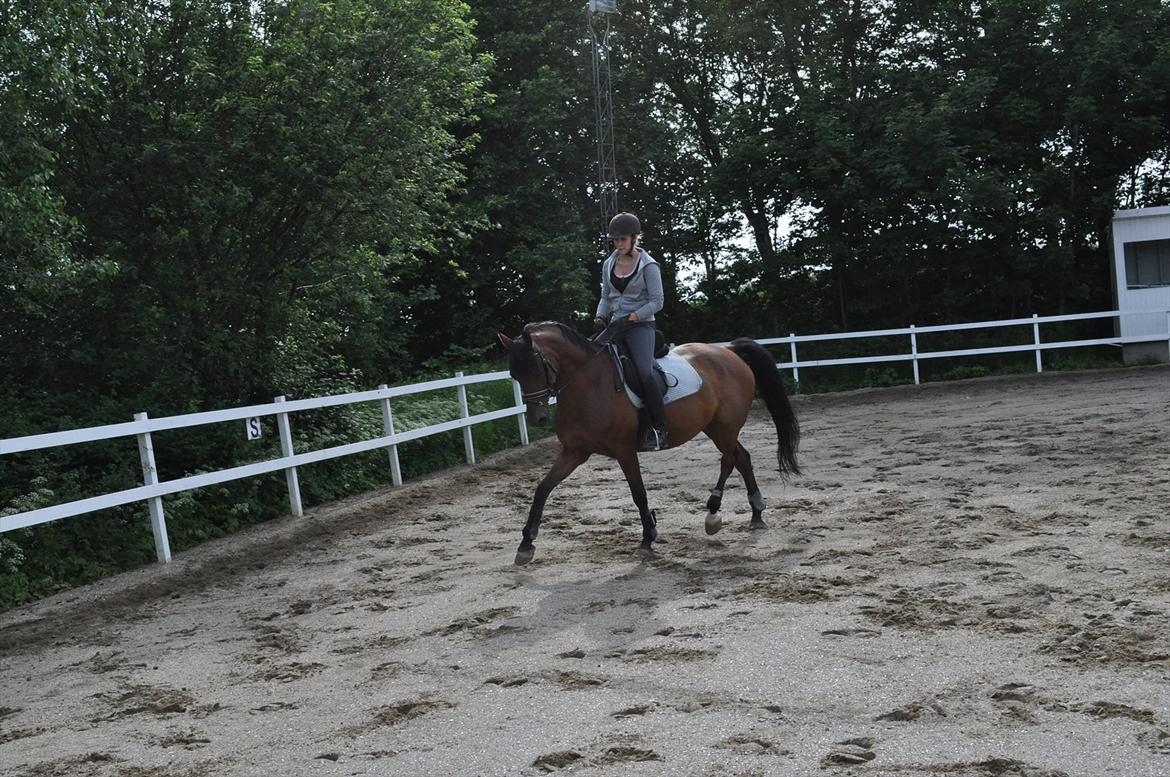 Anden særlig race Lucky billede 6