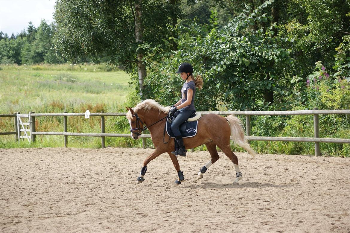 DSP Moonjam´s Symfoni billede 20