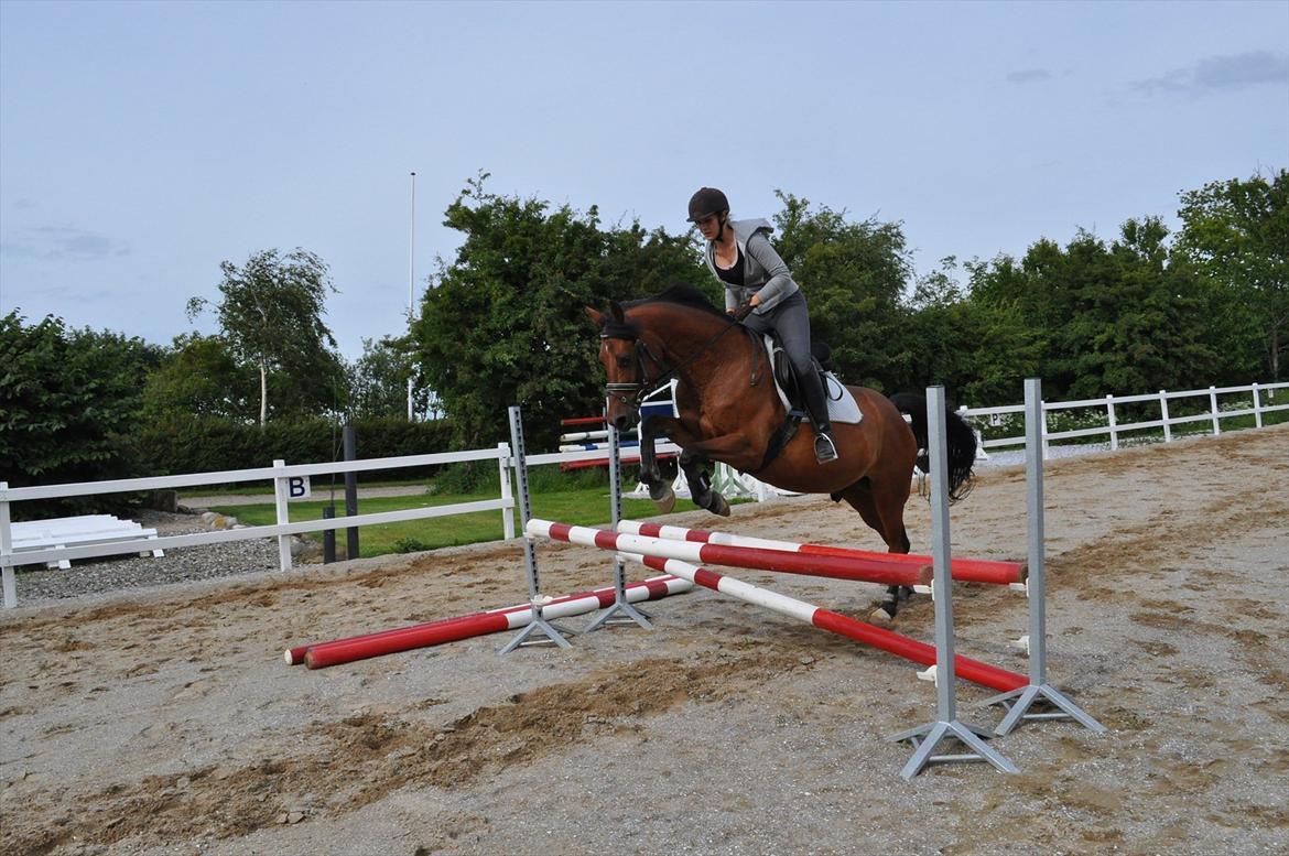 Anden særlig race Lucky billede 13