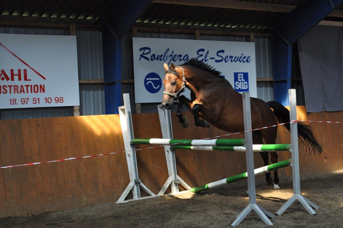 Anden særlig race Lucky billede 15