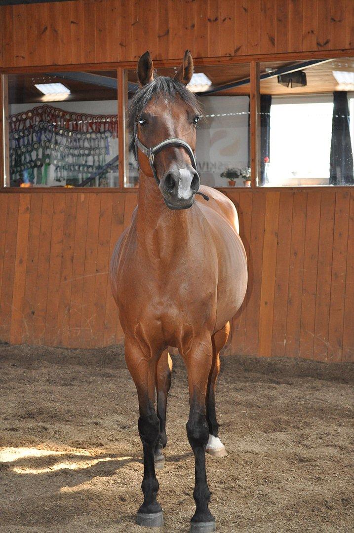 Anden særlig race Lucky billede 8
