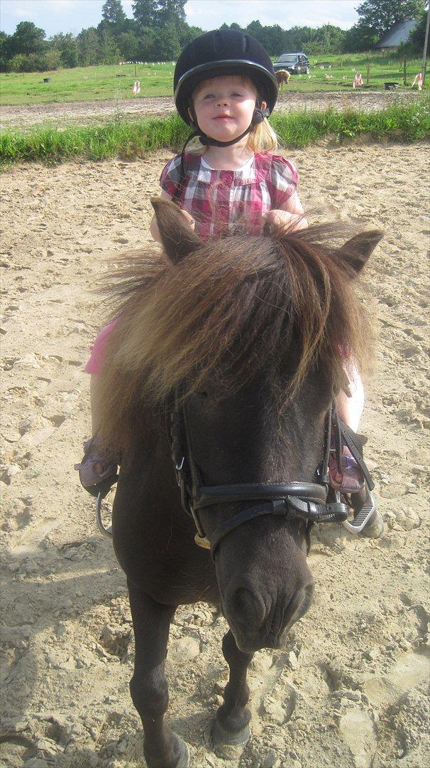 Shetlænder Beauty billede 17