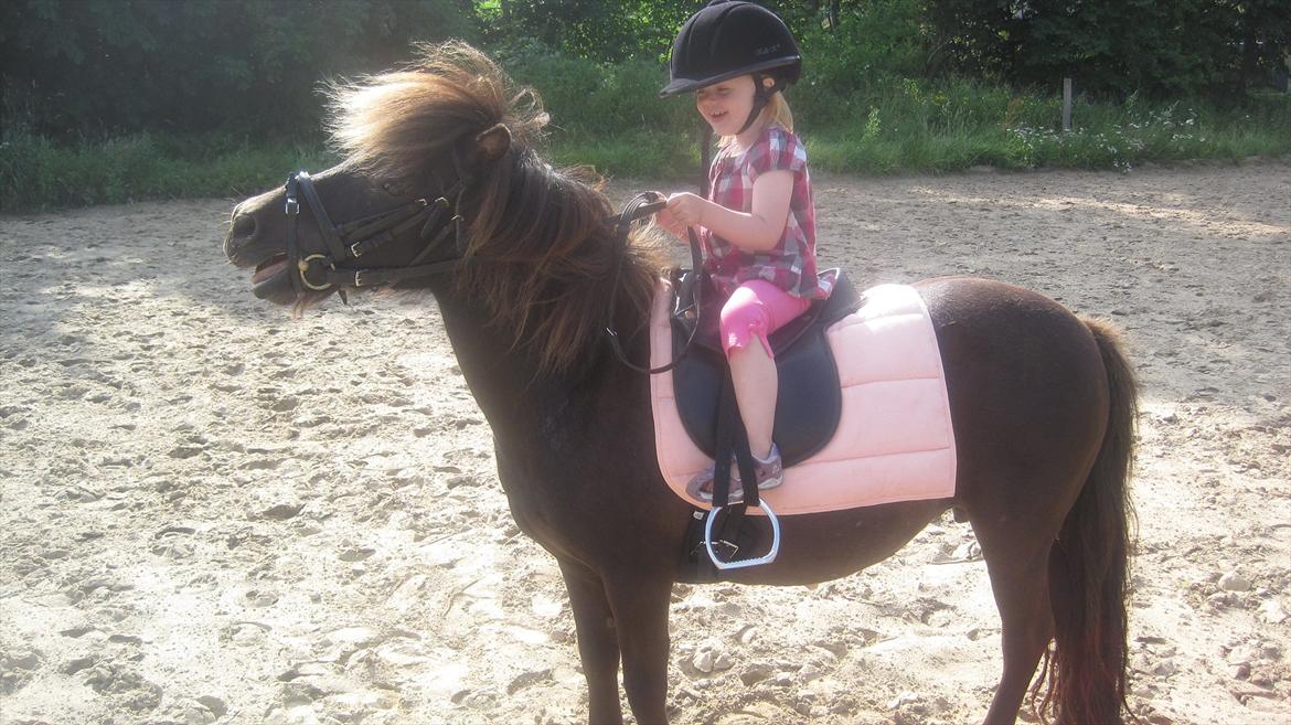 Shetlænder Beauty - en spontan ridetur... billede 18