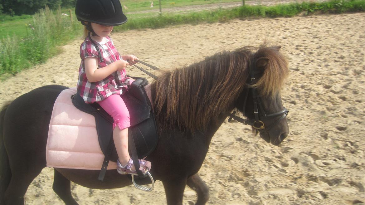 Shetlænder Beauty billede 19