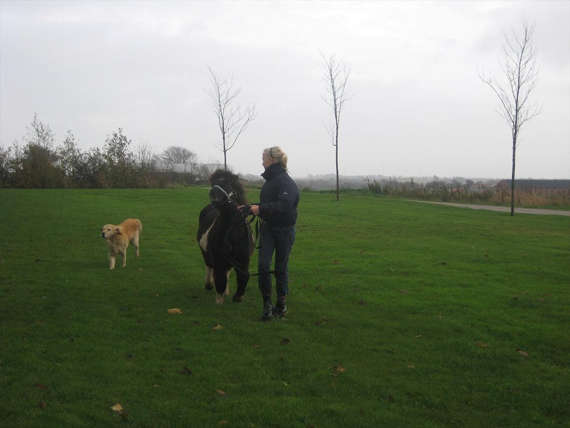 Shetlænder Tin Tin - Tin Tin, Rolf og mig på løbetur:) billede 9