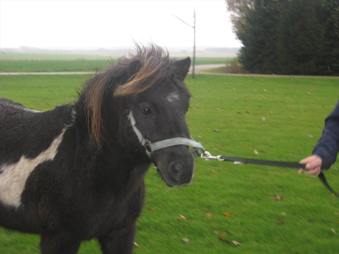 Shetlænder Tin Tin billede 10