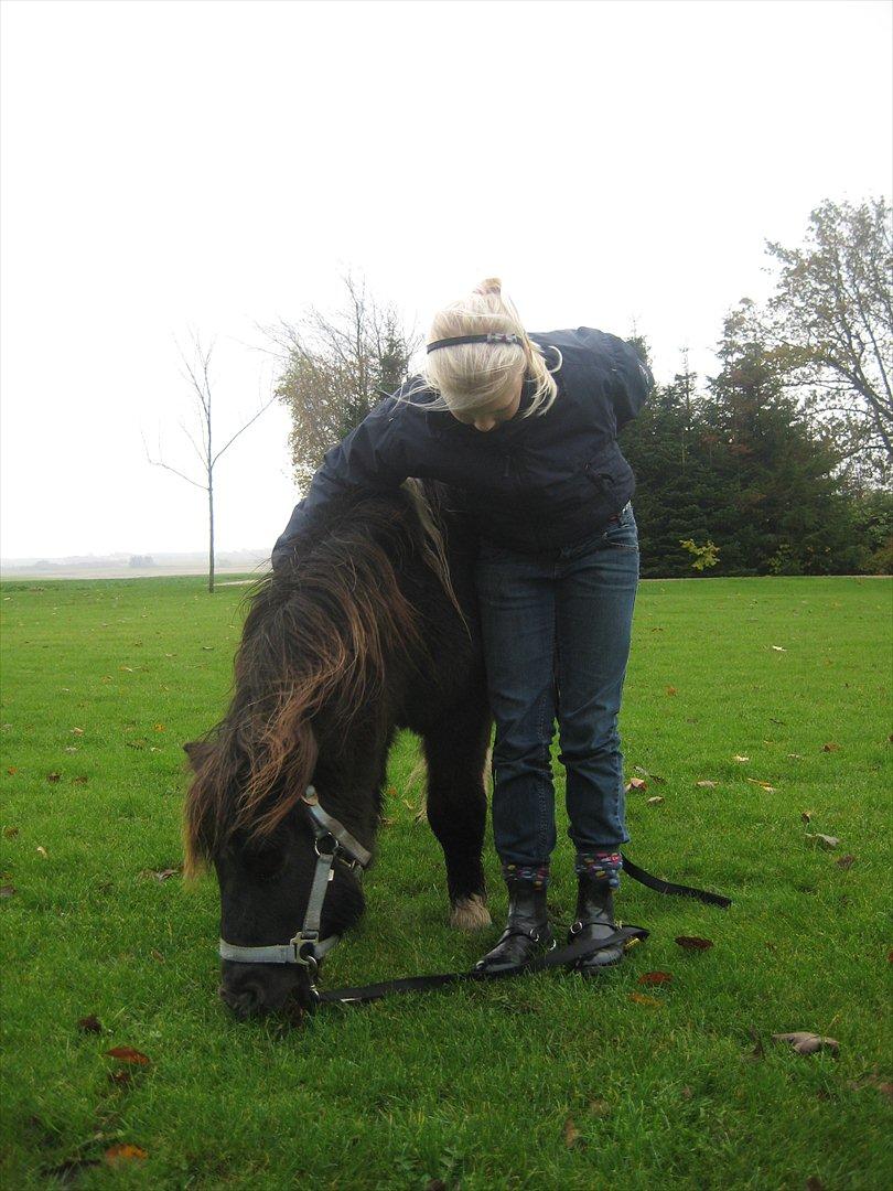 Shetlænder Tin Tin -  : D  billede 11