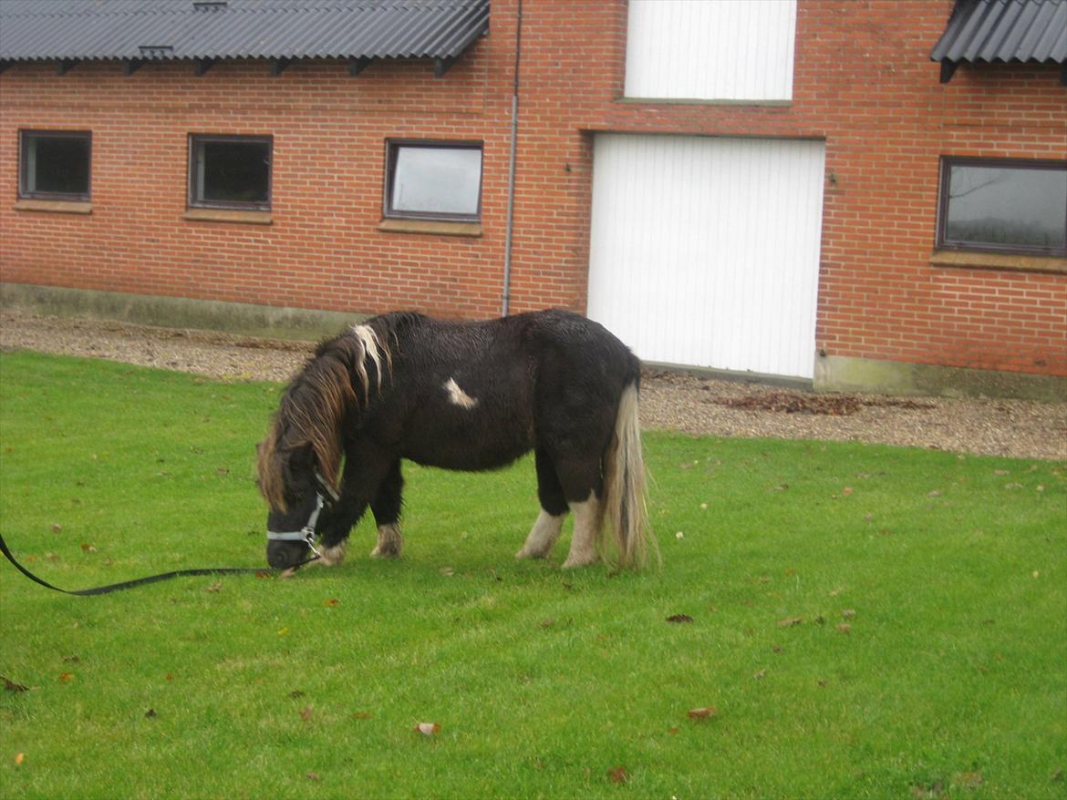 Shetlænder Tin Tin billede 12