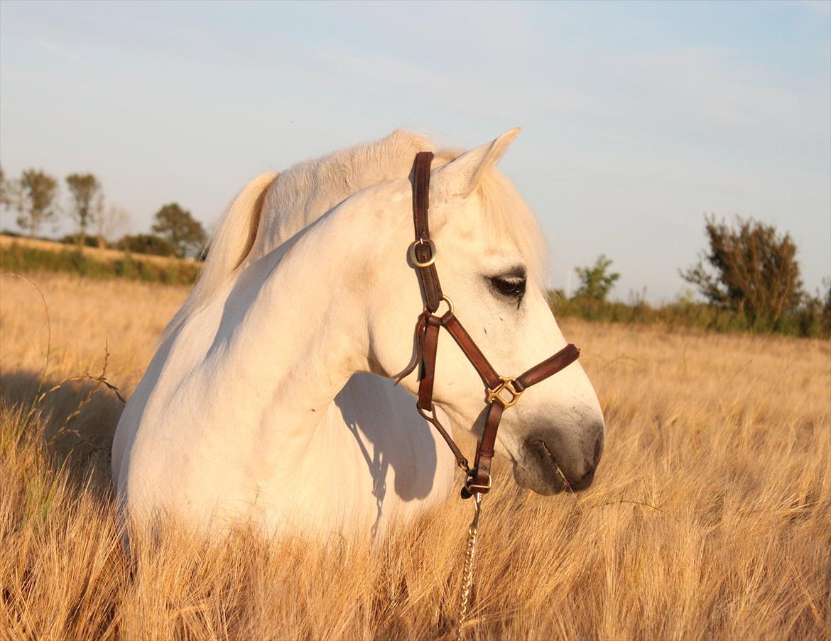 Welsh Mountain (sec A) Charlie star BEST FRIENDS - 1) Smukke dreng! <3<3 
Billede: taget af mig :D  billede 1