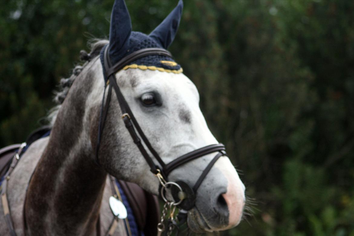 Dansk Varmblod Ågaards Corcentus (Tussi) - Tussi sommer 2011 billede 9