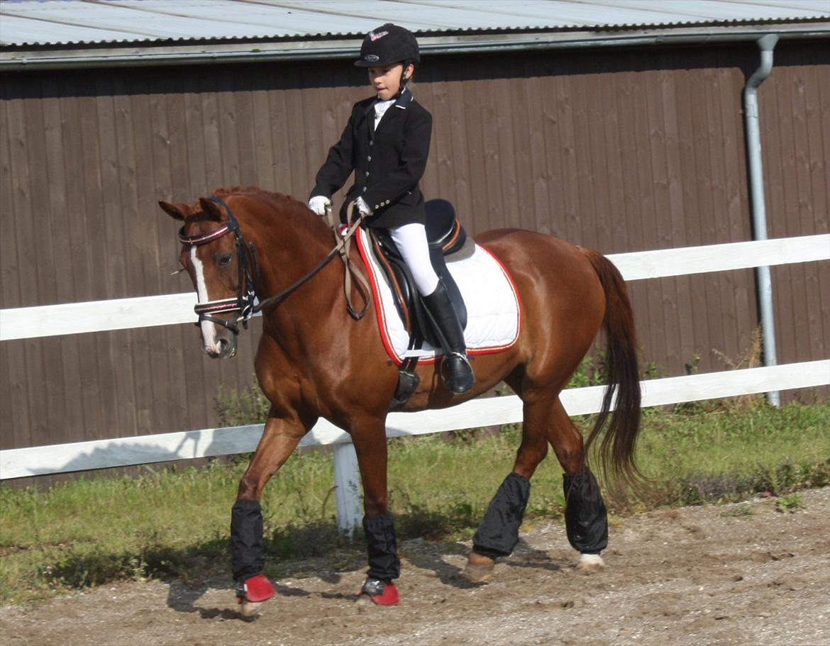 Anden særlig race Lady billede 15