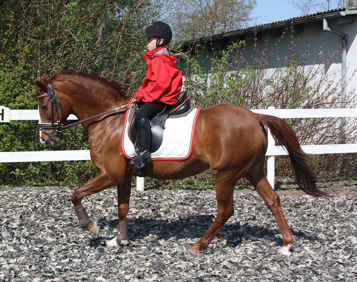 Anden særlig race Lady billede 16