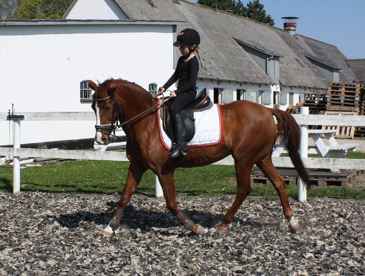 Anden særlig race Lady billede 17