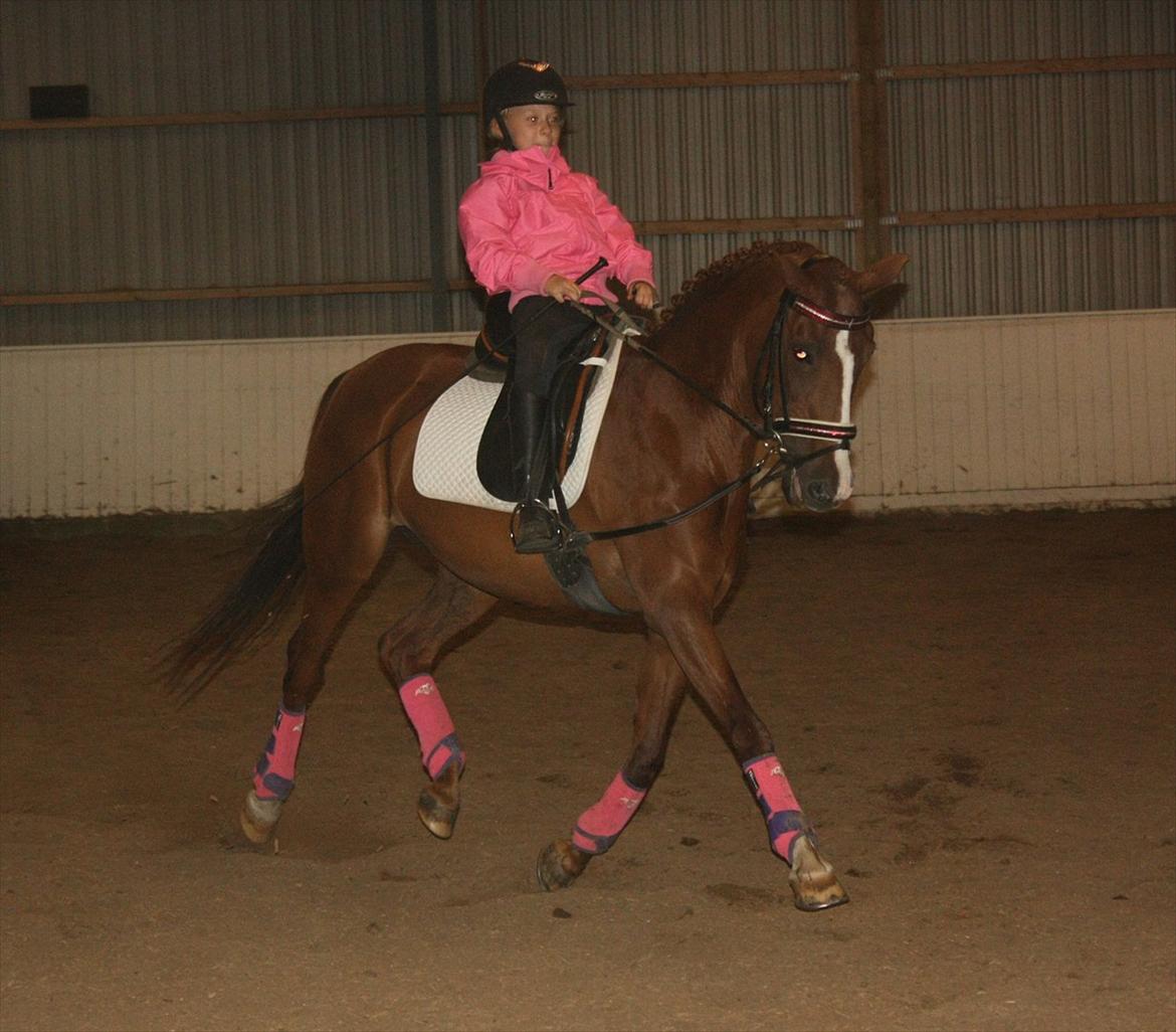 Anden særlig race Lady billede 18