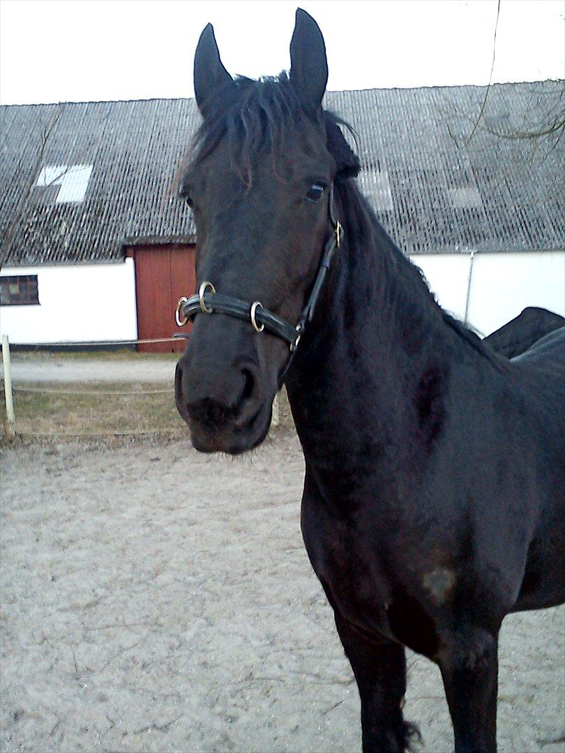 Barockpinto Aleida Van Stald Barock - Aleida Vinter 2011. billede 4