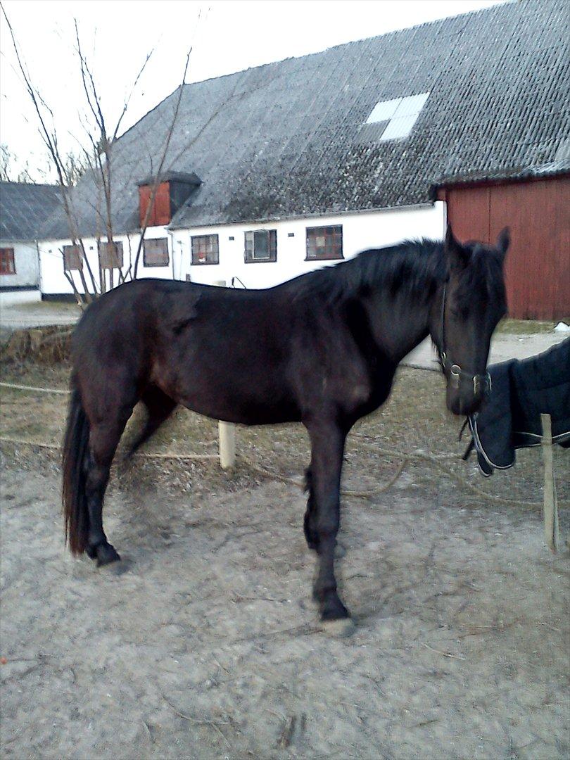 Barockpinto Aleida Van Stald Barock - Aleida Vinter 2011. billede 5