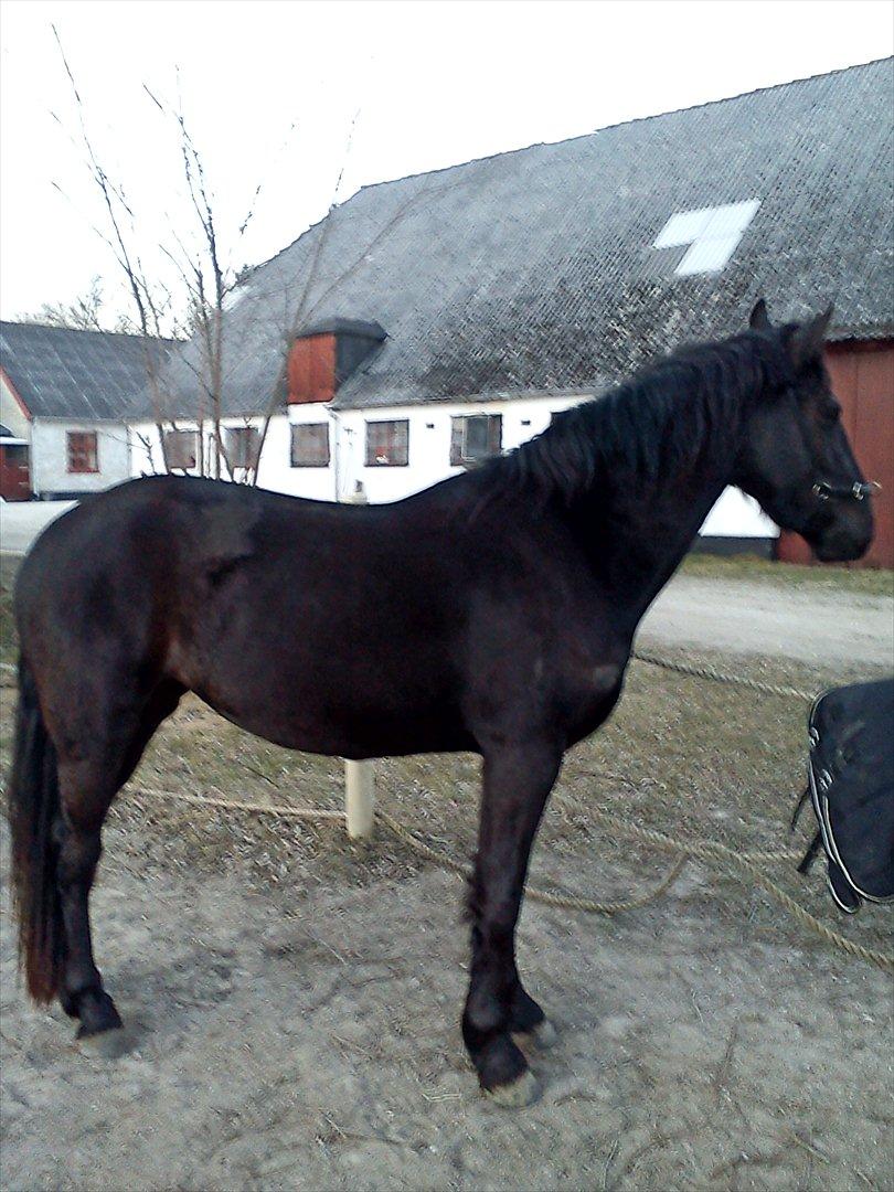 Barockpinto Aleida Van Stald Barock - Aleida Vinter 2011. billede 6