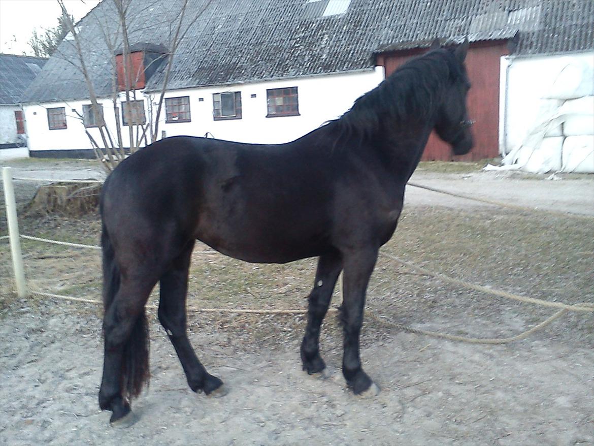 Barockpinto Aleida Van Stald Barock - Aleida Vinter 2011. billede 7