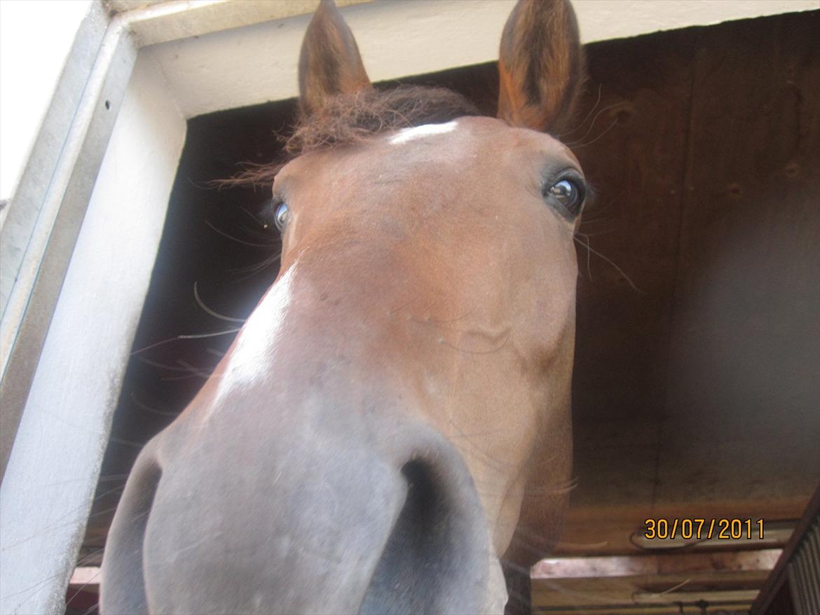 Oldenborg Clarissa billede 1