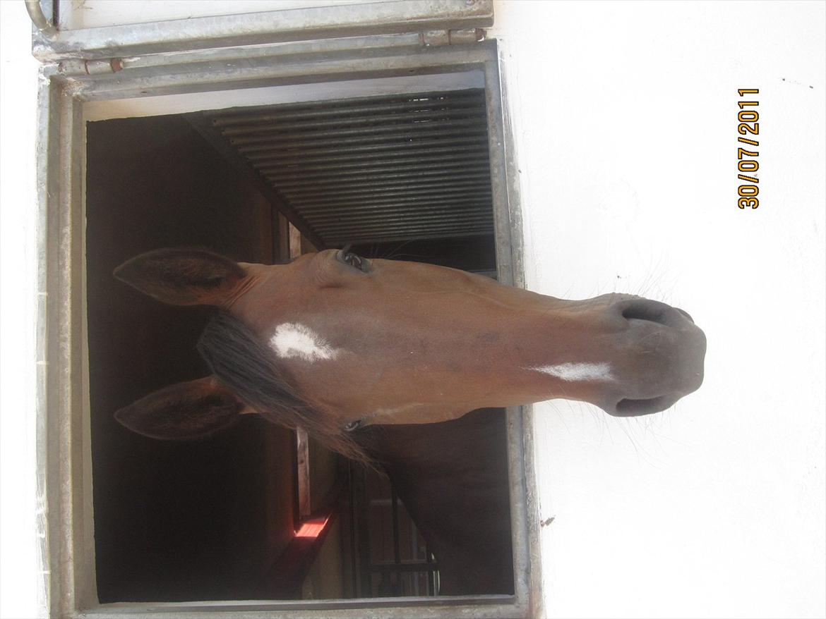 Oldenborg Clarissa billede 2