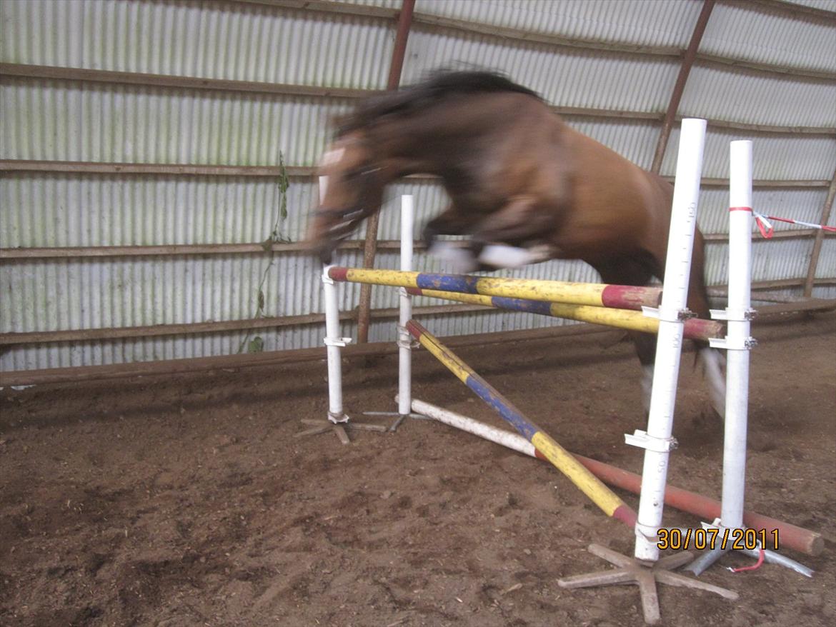 Oldenborg Clarissa billede 8