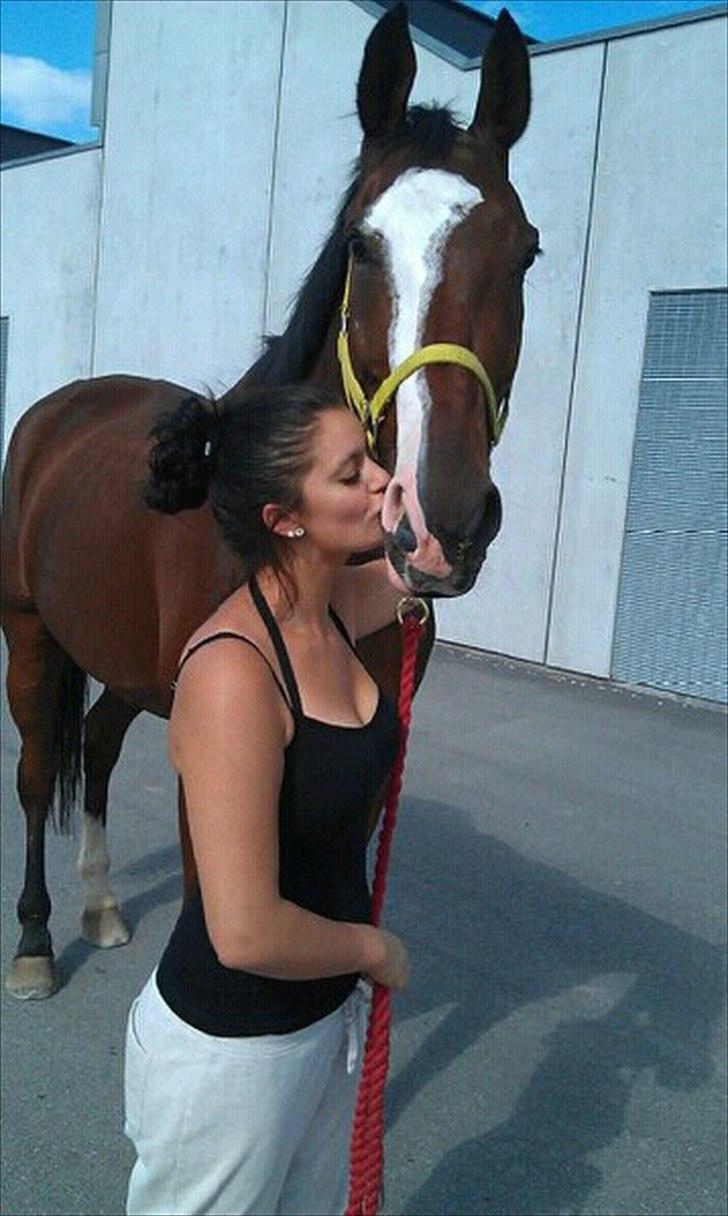 Dansk Varmblod Samson billede 10