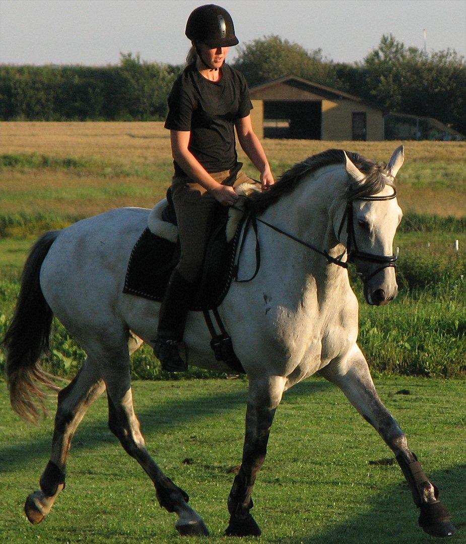 Trakehner Gonzalès billede 2