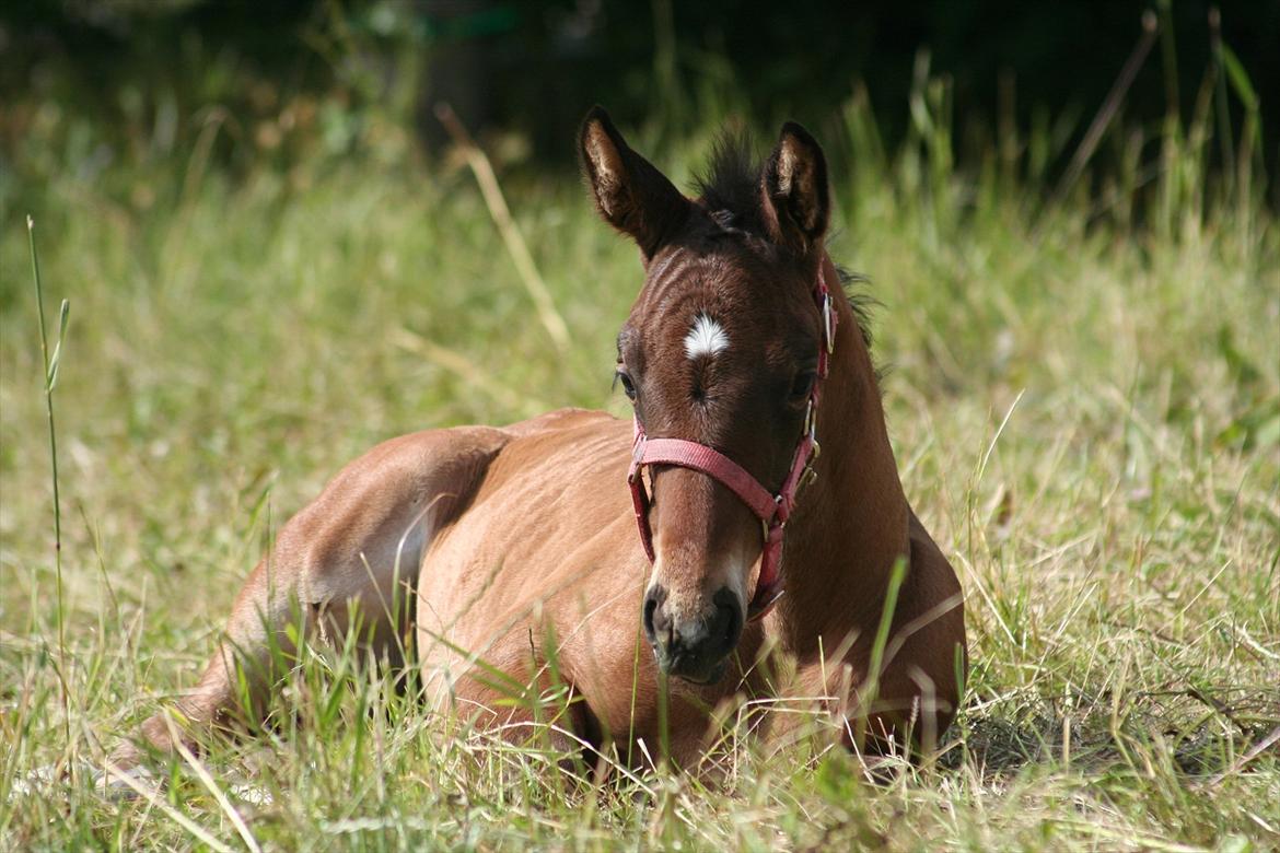 Dansk Varmblod Que Kimer - Que billede 9