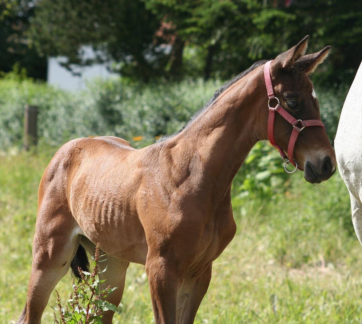 Dansk Varmblod Que Kimer billede 10