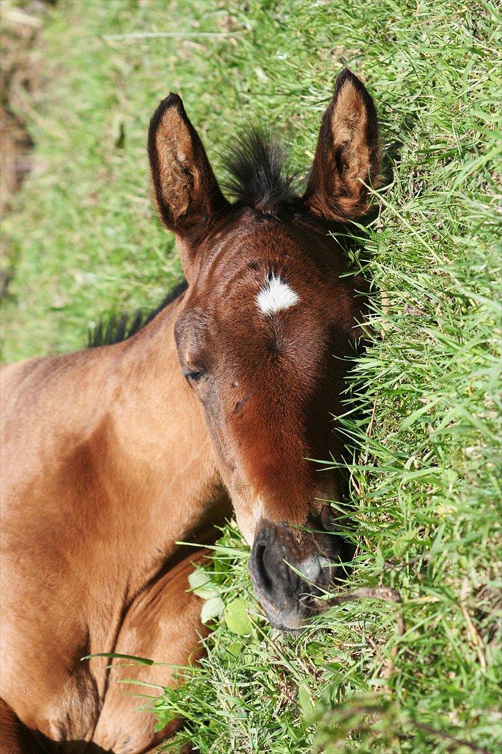 Dansk Varmblod Que Kimer - Babymulen :) <3 billede 8