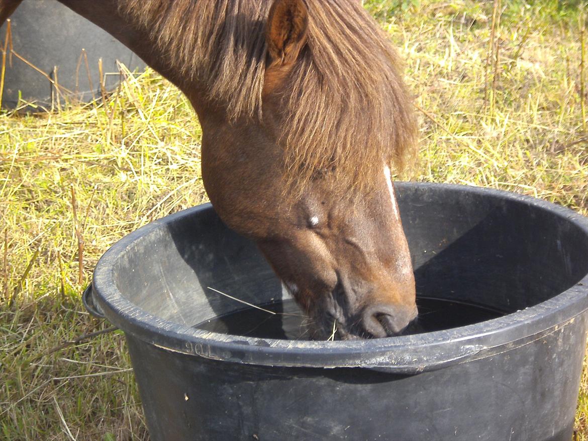 Welsh Pony (sec B) BKR's Sebastian - Sabbe drikker på sommergræs billede 2
