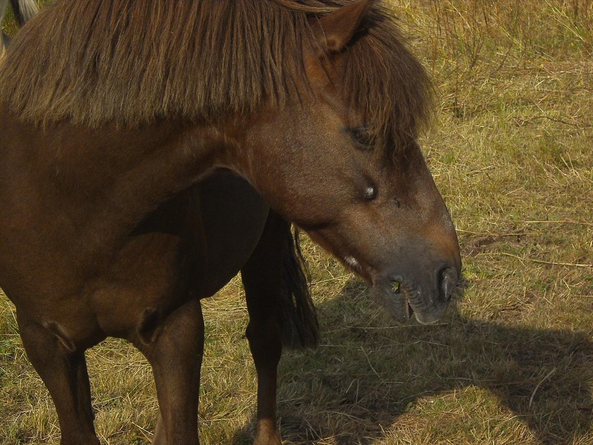 Welsh Pony (sec B) BKR's Sebastian - ej vor er han sød:) billede 3