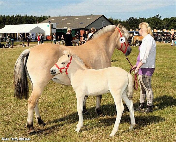 Fjordhest Musse - VELKOMMEN TIL MUSSE´S PROFIL<3:)
Musse med hendes føl Stella :*
til Lemvig Dyrskue. 
Foto: Tony Níelsen billede 1