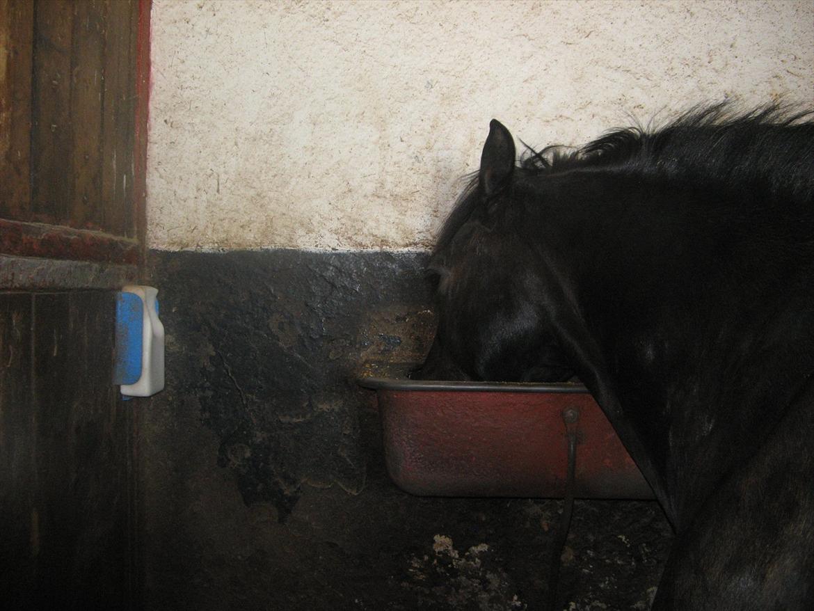 Welsh Cob (sec D) Merlyns Puzzle   - Uhm endelig havre Foto: Mig efter en lang ridetur tak fordi i kiggede forbi billede 12