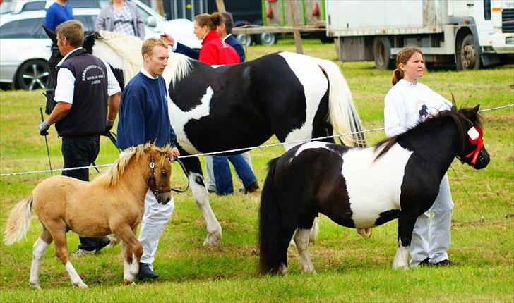 Shetlænder Foula Fancy - 29/7-11 Ærespærmiekonkurrence til Ribe dyrskue (fotograf: Helena Jørgensen) billede 9