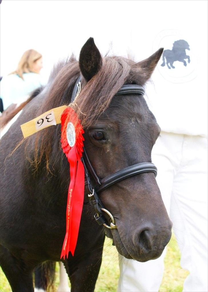 Shetlænder Foula Fancy - 29/7-11 24 point og ærespræmie til Ribe dyrskue (fotograf: Helena Jørgensen) billede 10