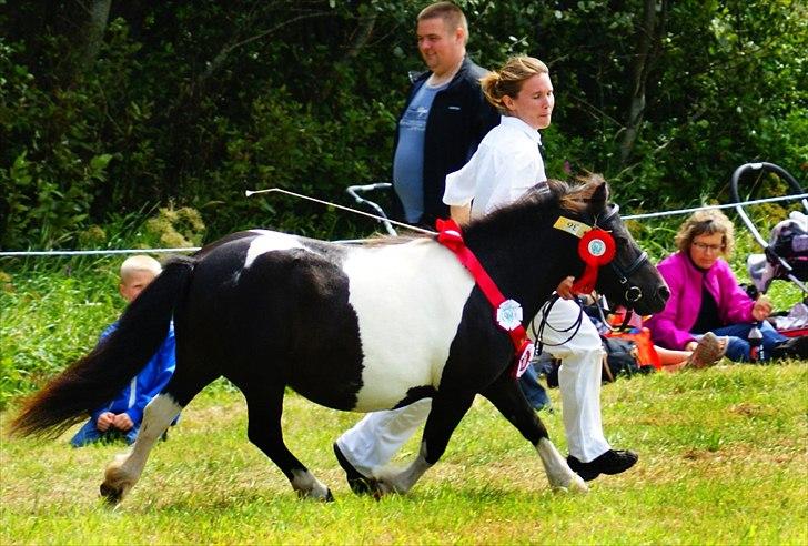 Shetlænder Foula Fancy - 29/7-11 Æresrunde efter udnævnelse til Skuets Bedste Hoppe til Ribe dyrskue (Fotograf: Helena Jørgensen) billede 11