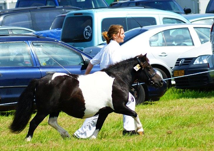 Shetlænder Foula Fancy - 29/7-11 Mønstringskonkurrence til Ribe Dyrskue, vi fik en 2. plads med 47 point ud af 10 mulige (fotograf: Helena Jørgensen) billede 12