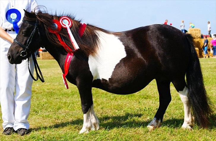 Shetlænder Foula Fancy - 29/7-11 Opstilling med bånd og rosetter til Ribe dyrskue (fotograf: Helena Jørgensen) billede 1