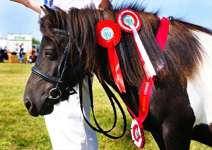 Shetlænder Foula Fancy - 29/7-11 Hendes smukke hoved med bånd og rosetter til Ribe dyrskue (fotograf: Helena Jørgensen) billede 13