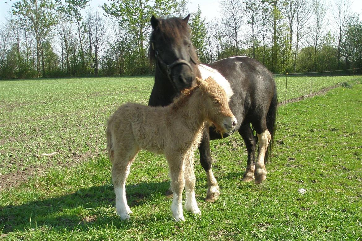 Shetlænder Foula Fancy - 26/4-11 Fancy og Aladdin på hans første dag billede 8