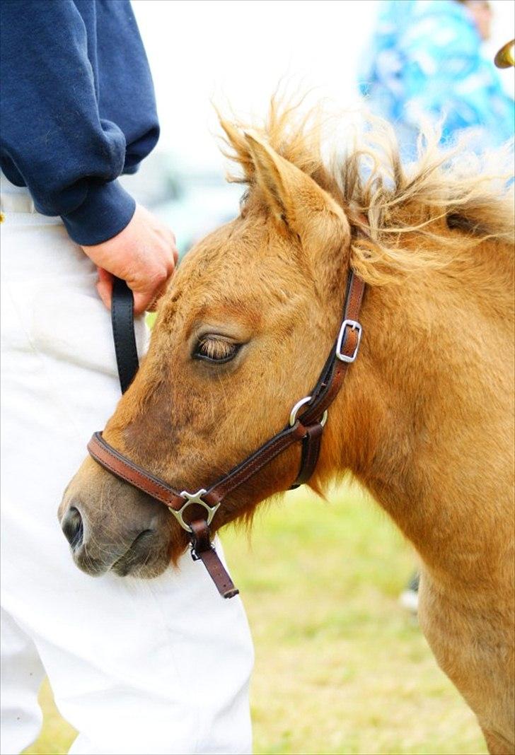 Shetlænder Aladdin af Bjørholm - 29/7-11 Med mor til Ribe dyrskue. Her hans kønne hoved mens han står og venter (fotograf: Helena Jørgensen) billede 8