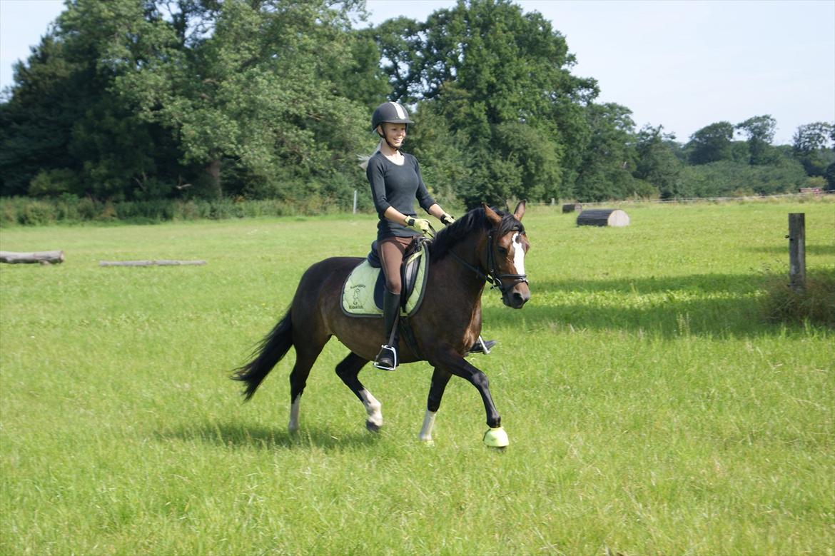 Welsh Pony (sec B) Søborggårds Romance *part* :D <3 - Dressur i terrænet! xD Fordi man ikke kan andet end at elske dig! <3 billede 2