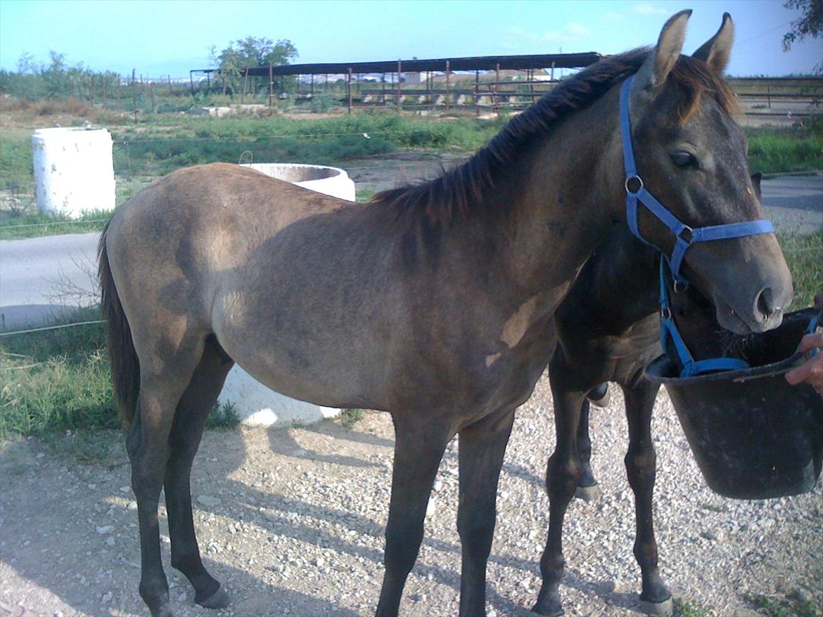 Cruzado Twister billede 10