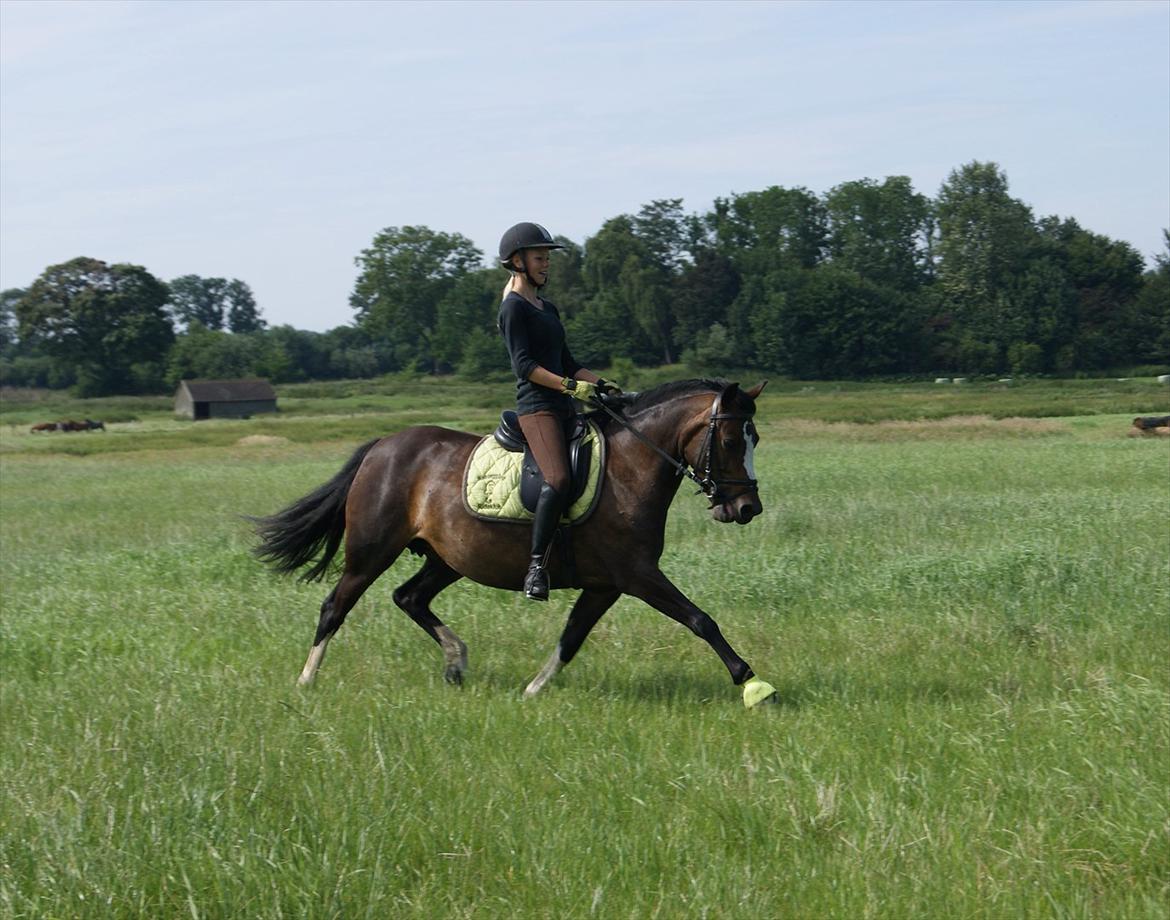 Welsh Pony (sec B) Søborggårds Romance *part* :D <3 - Dressur/øgning i terrænet! :D Fordi man ikke kan andet end at elske dig! <3 billede 6