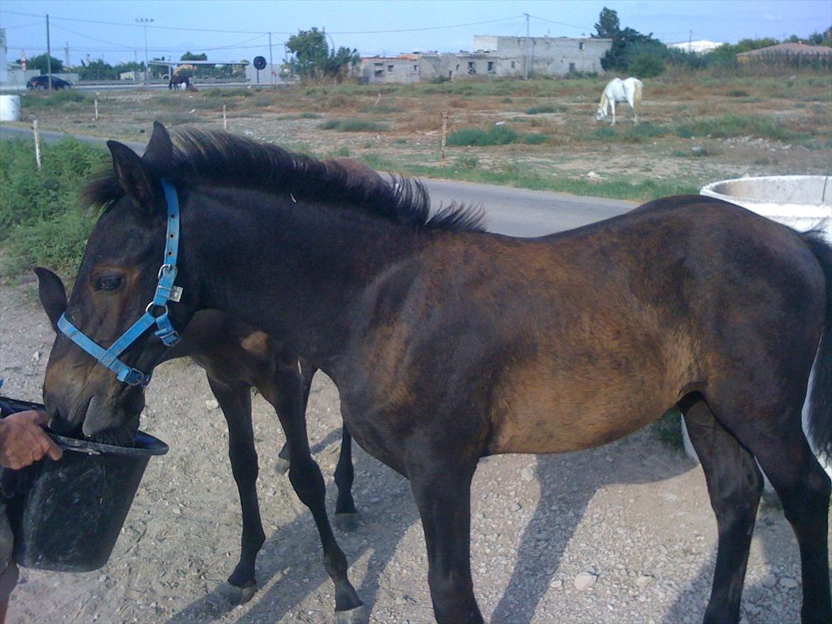 Barockpferd Isabel ( Solgt ) billede 8